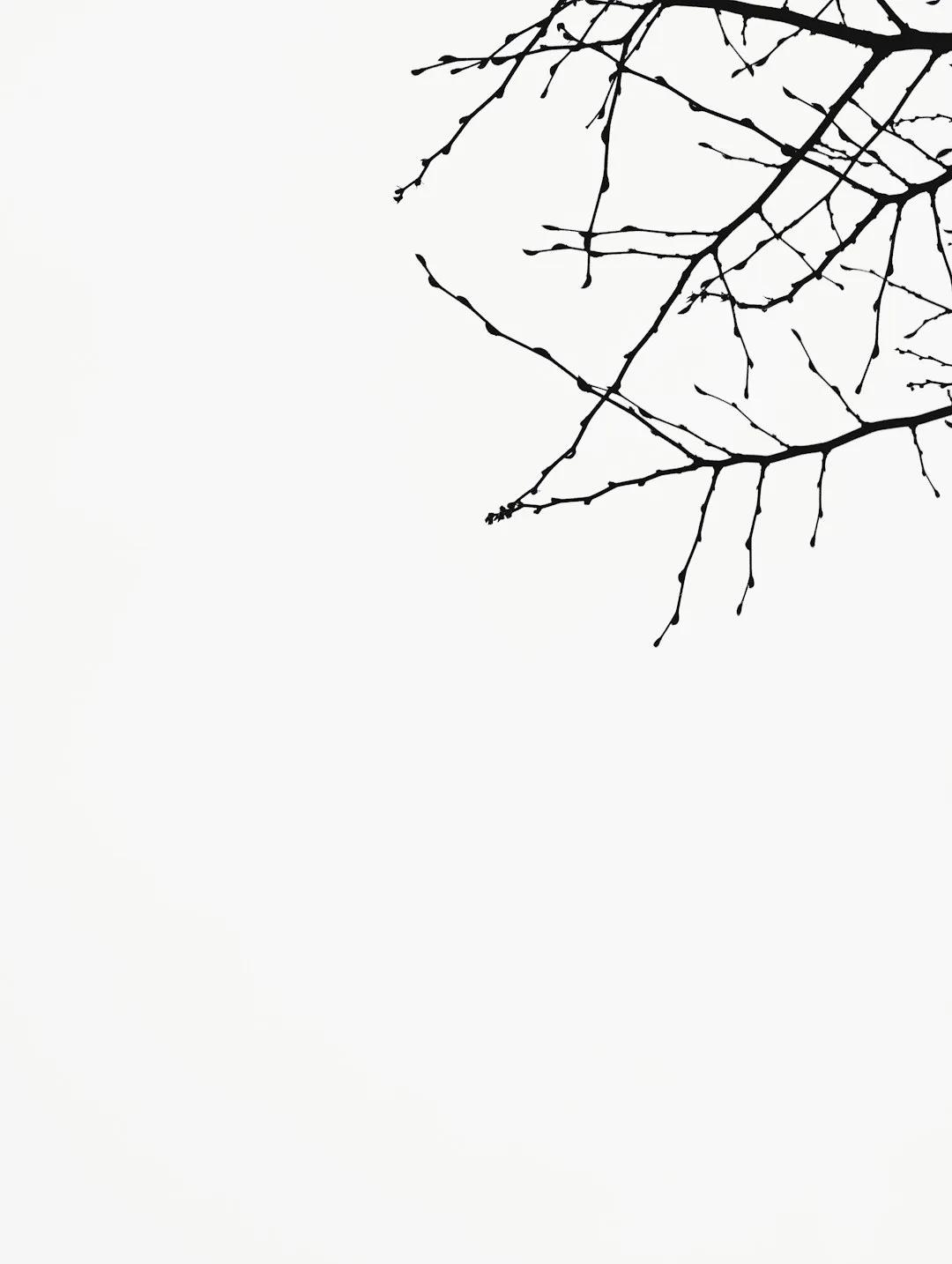Silhouette Of Tree Branches