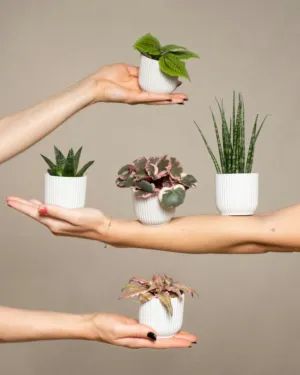 Balancing Plants