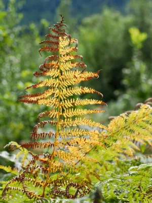 Golden Fern