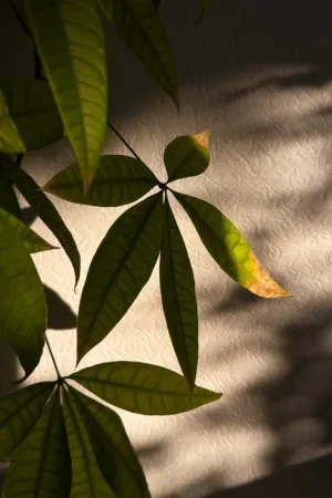 Leaf Shadows