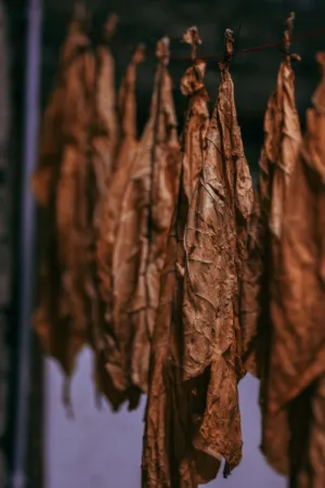 Drying Tobacco Leaves
