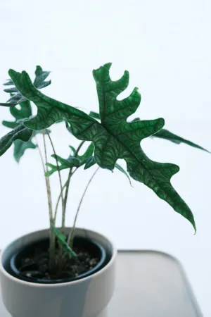 Green Leaf Plant