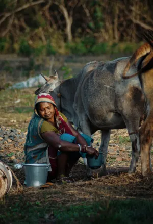 Milking Cows