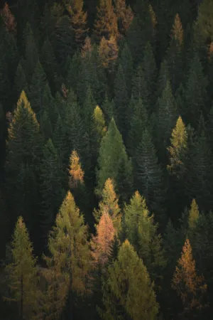 Autumn Forest