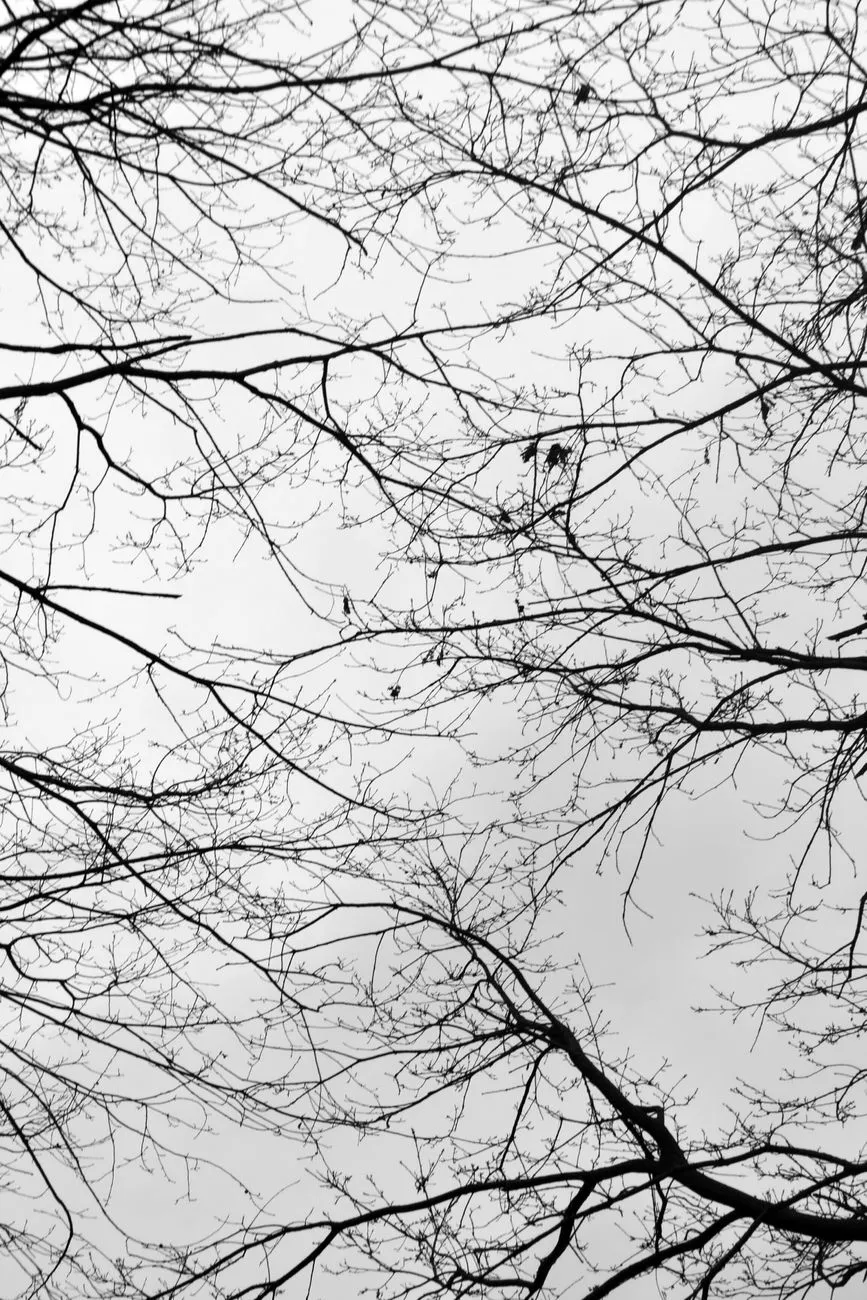 Bare Tree Branches