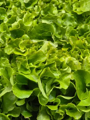 Lettuce Leaves