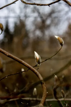Budding Flowers