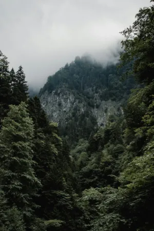 Misty Mountain Forest