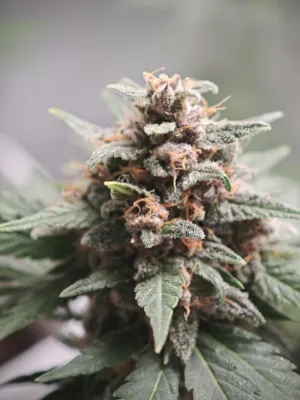 Cannabis Bud Close-Up