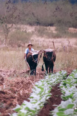 Traditional Farming