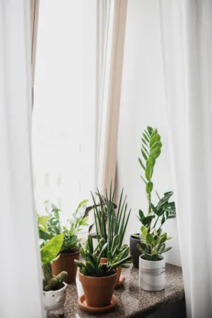 Window Sill With Plants