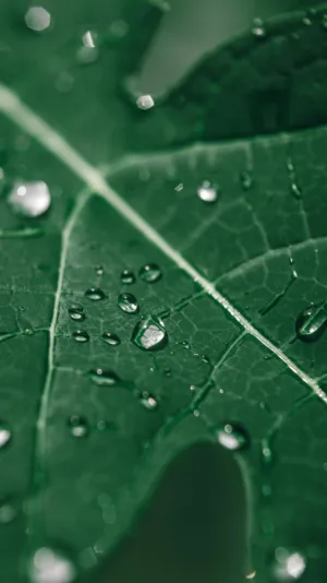 Raindrops On A Leaf