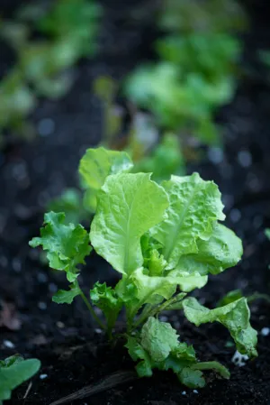 Lettuce Plant