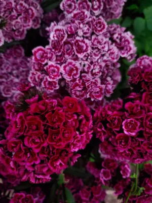 Purple And Red Flowers
