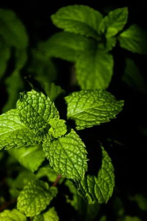 Mint Leaves