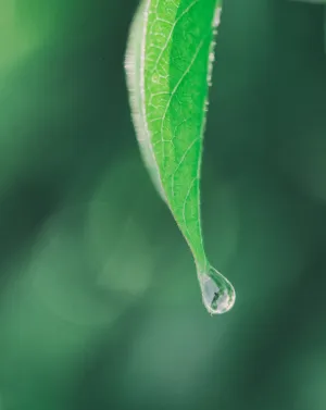 Water Drop On Leaf