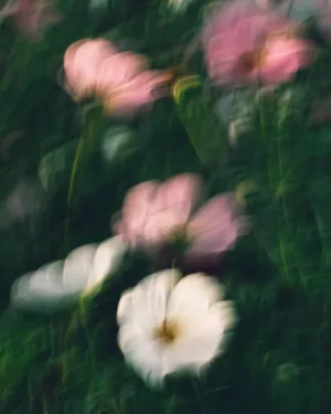 Blurred Flowers
