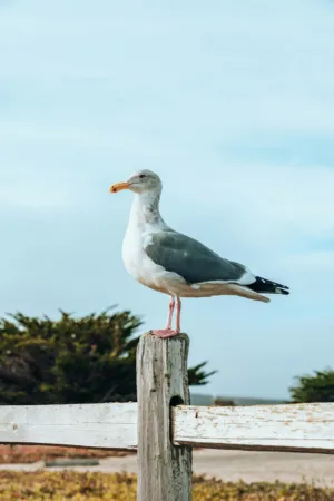 Seagull On A Post