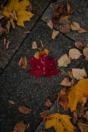 Autumn Leaves