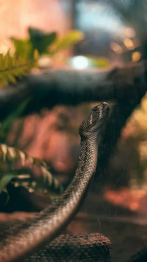 Snake In The Wild