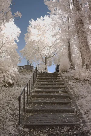 Stairway To Nature