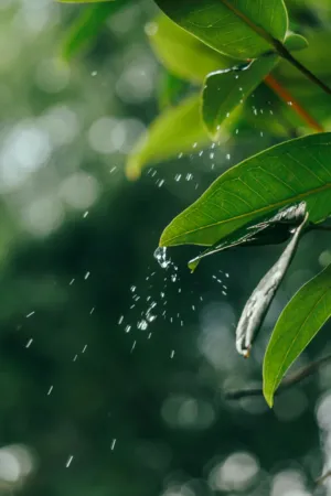 Water Droplets On Green Leaves