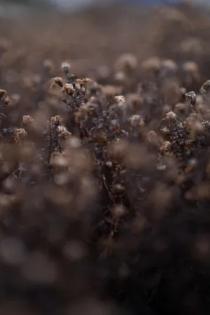 Dried Flowers