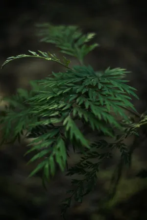 Green Fern Leaves