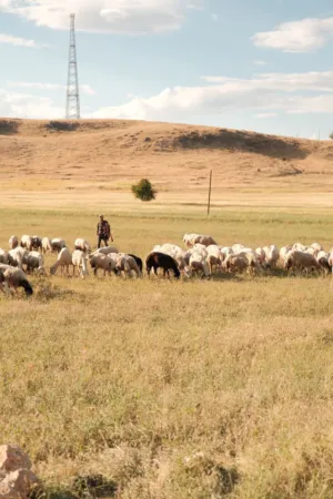 Sheep Grazing In A Field