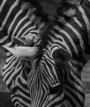 Zebra Close-Up
