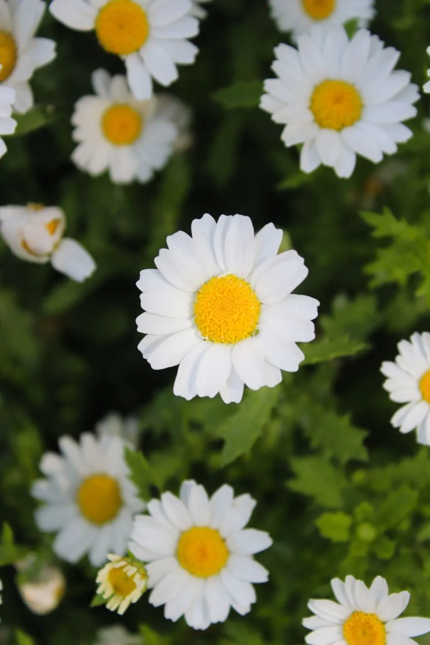 White Daisies