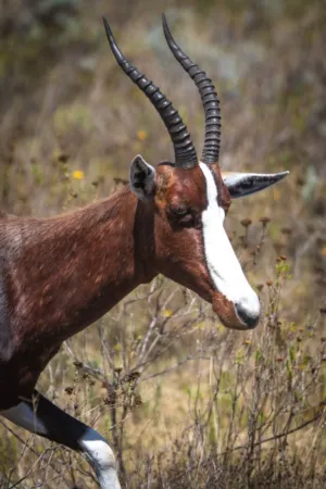 Bontebok Antelope