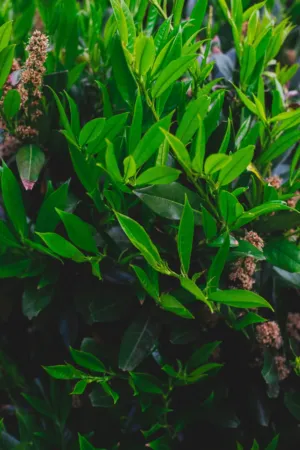 Green Leaves