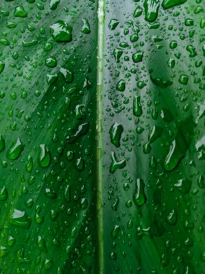 Raindrops On Green Leaves