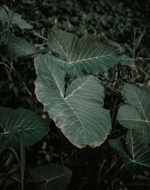 Green Leaves