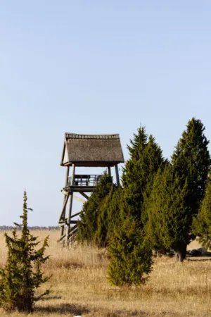 Wooden Observation Tower
