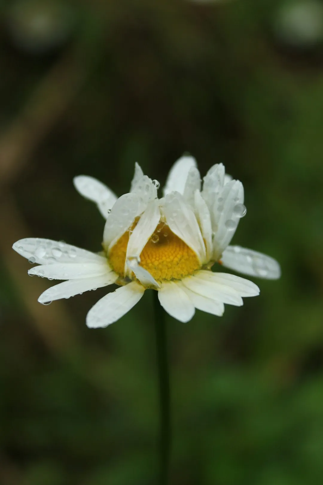 White Daisy With Dewdrops