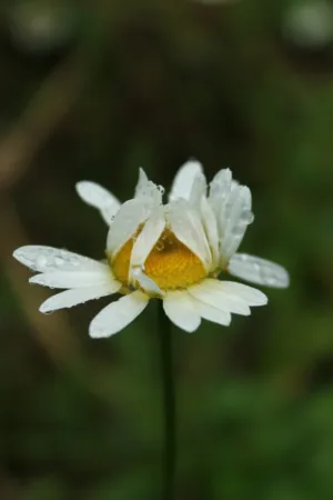 White Daisy With Dewdrops