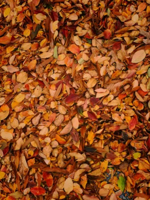Autumn Leaves