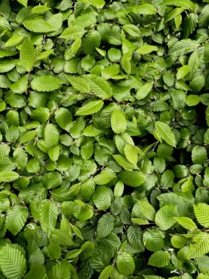 Green Leaf Wall