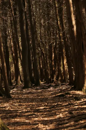 Forest Path