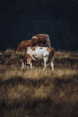 Cows In A Field