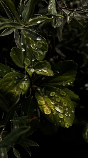 Raindrops On Green Leaves