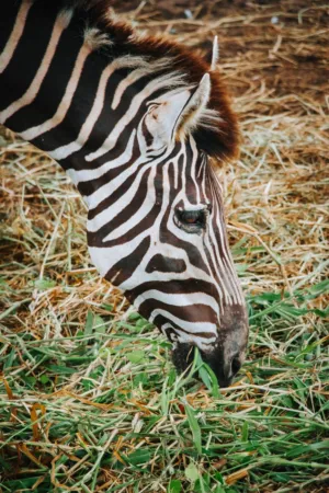 Zebra Grazing
