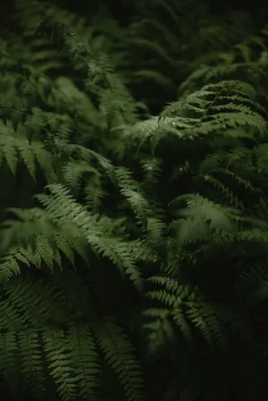 Ferns In The Forest