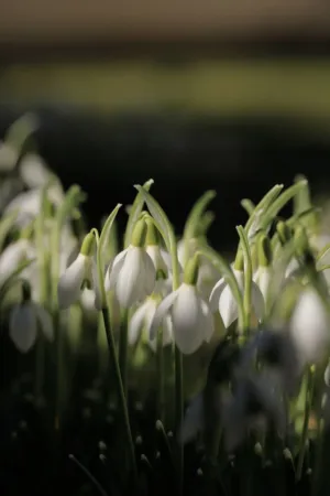 Snowdrops In The Sunlight