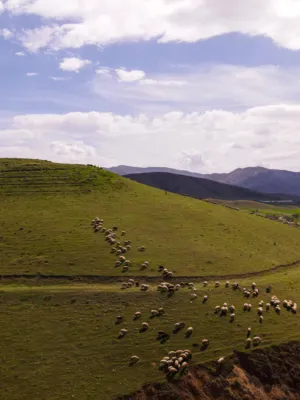 Sheep Grazing On A Hill