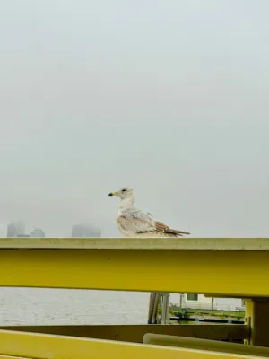 Seagull On A Pier