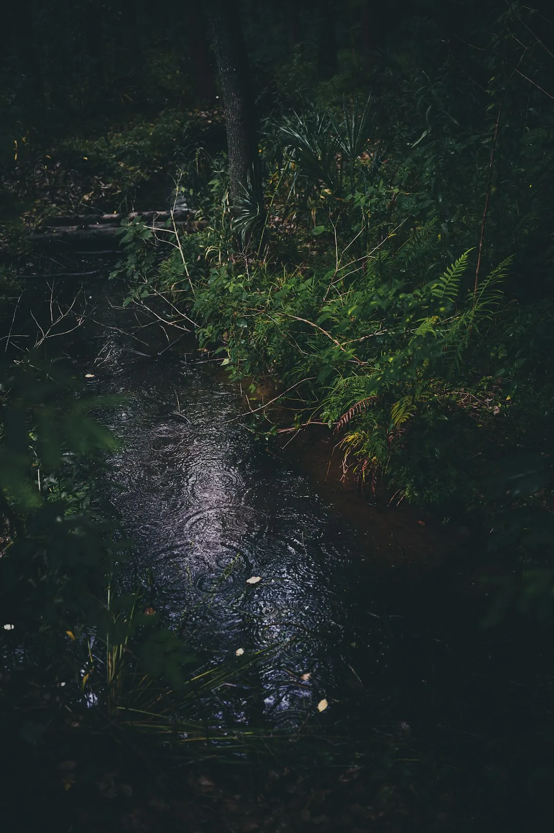 Rainy Forest Stream
