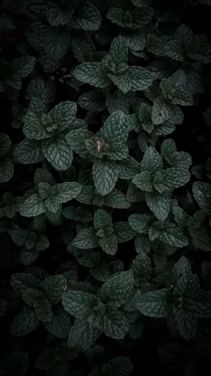 Dark Green Leaves